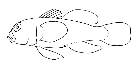 Representative of the family Gobiidae (Gosline & Brock, 1960, fig. 65)